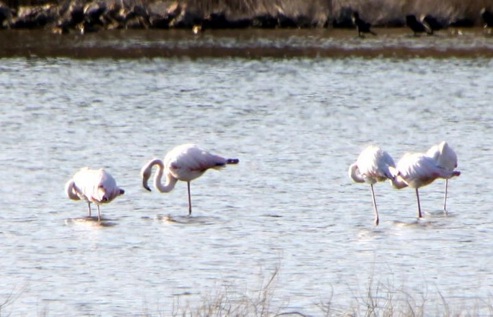 vedicari fenicotteri