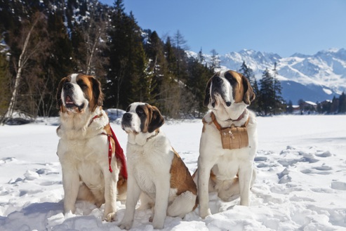 Verbier St bernard Slitta con i cani