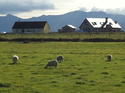 Irlanda/dingle pecore
