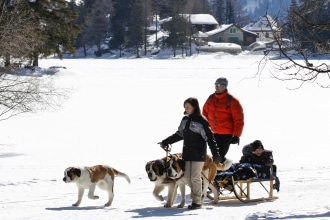 Escursione con i cani San Bernardo