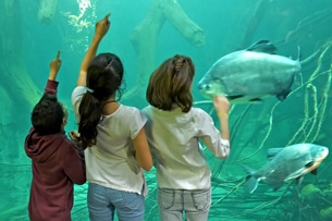 Losanna per bambini - acquario