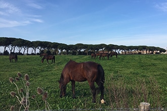 Parco della Maremma con i bambini, cavalli