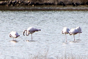 sicilia-siracusa-vedicari-fenicotteri