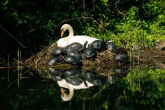 Strasburgo con i bambini: il Parco della Cittadella Ph. Philemon Henry