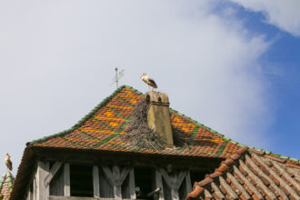 Cicogna sul nido sopra il tetto di una casa a graticcio dell'Écomusée d'Alsace © Devid Rotasperti Photographer