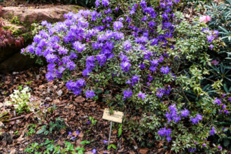 Rododendro in fiore nel Giardino Botanico del Parco Zoologico di Mulhouse © Devid Rotasperti Photographer