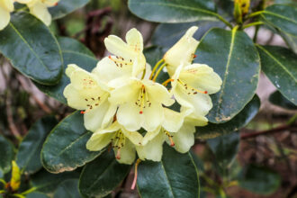 Fiori di rododendro nel giardino botanico del Parco Zoologico di Mulhouse © Devid Rotasperti Photographer