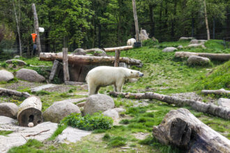 Orso polare nell'area dedicata agli animali del Grande Nord allo Zoo di Mulhouse © Devid Rotasperti Photographer