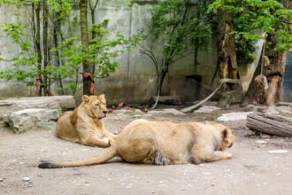 Leoni africani nell'area faunistica del Parco Zoologico e Botanico di Mulhouse © Devid Rotasperti Photographer