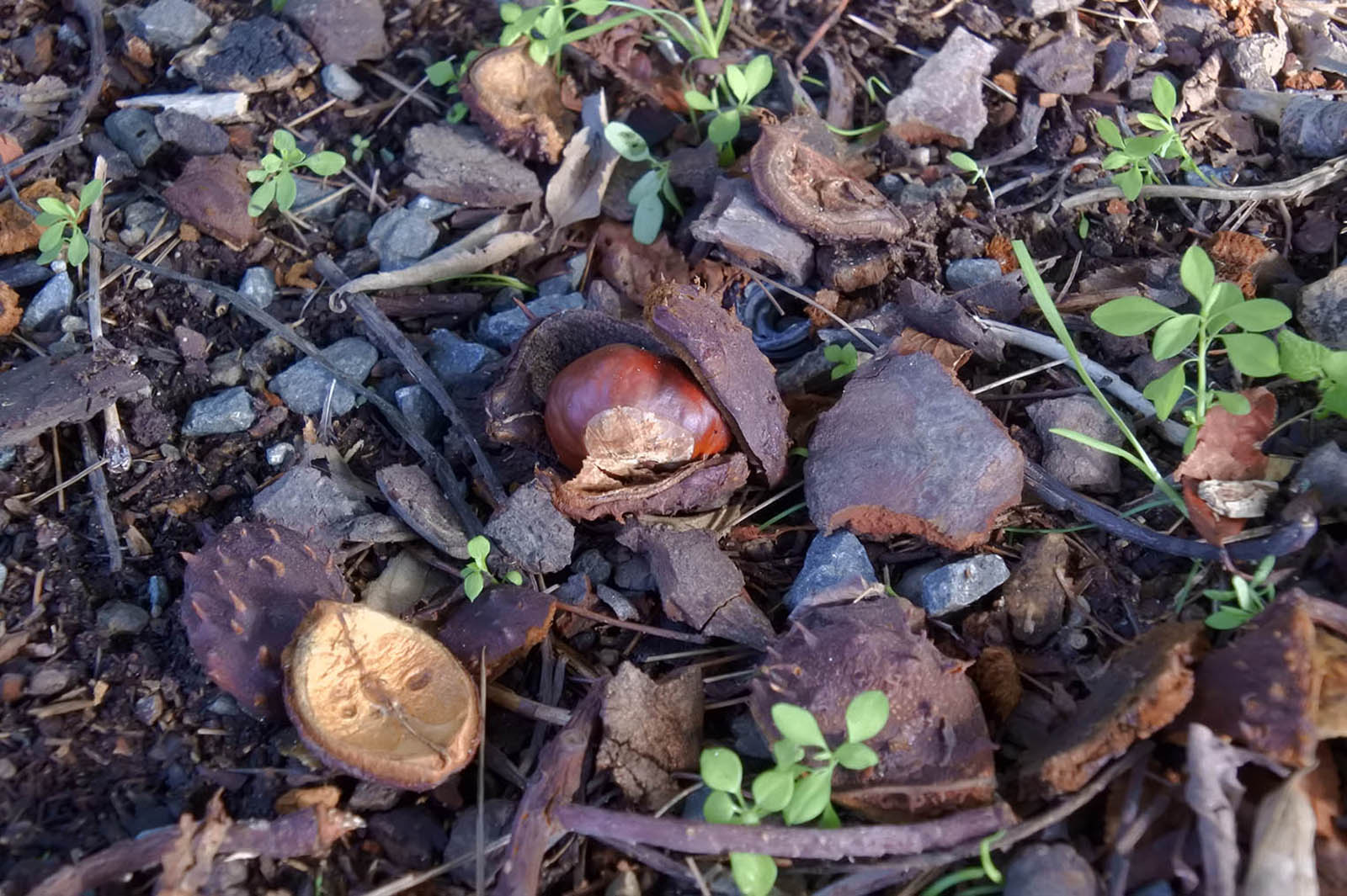 Bracciano con i bambini, castagne nel parco di Bracciano