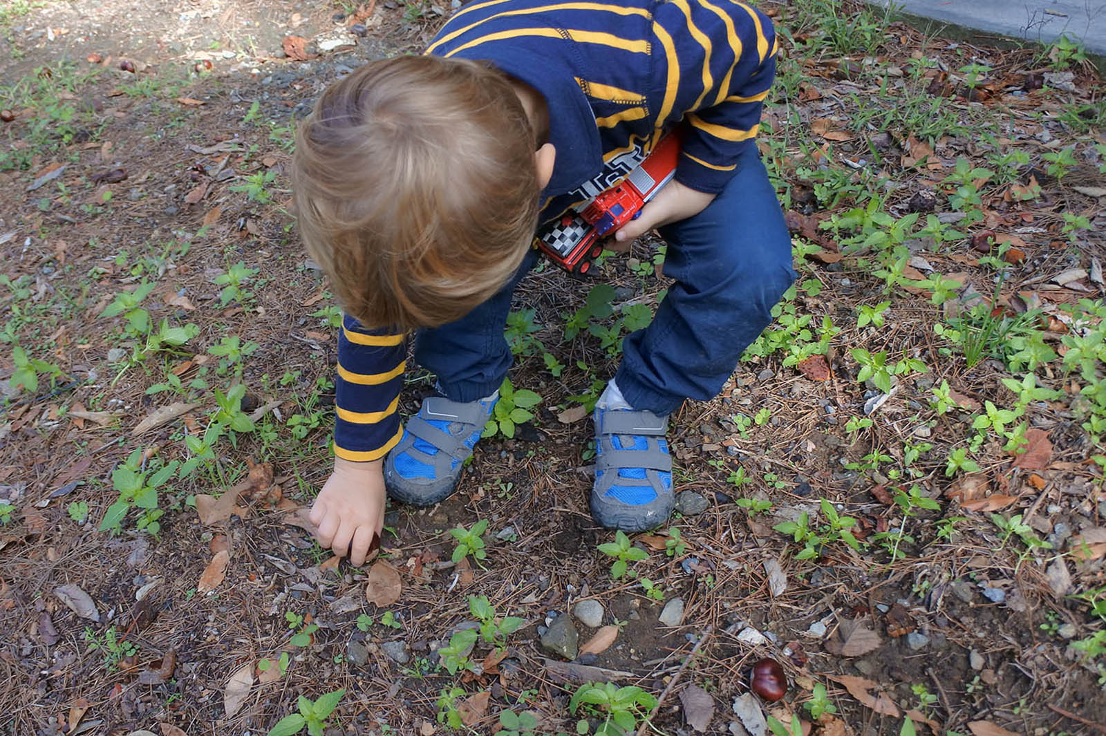 Bracciano con i bambini, castagne nel parco di Bracciano