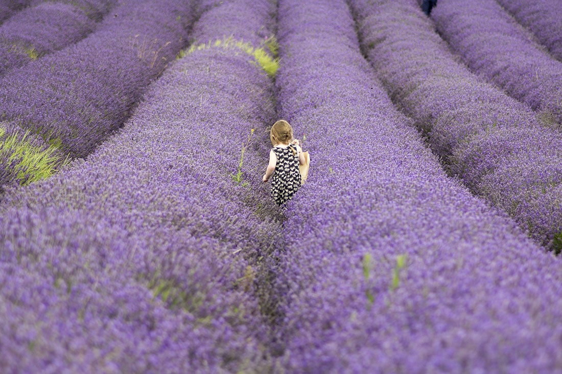 Gite con i bambini in Piemonte in primavera: campi di lavanda