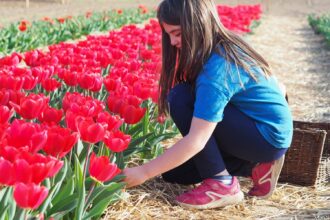Campi di tulipani in Italia: i più belli da visitare con i bambini