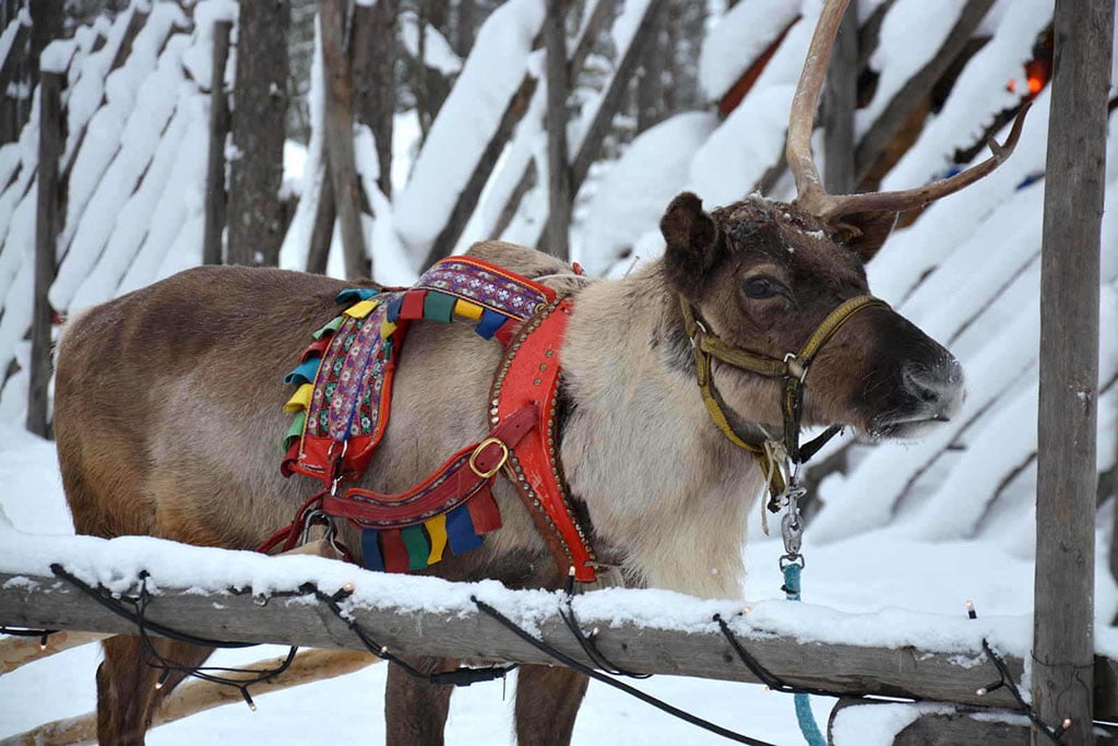 Viaggio in Lapponia con i Bambini, Salla, Finlandia Rovaniemi