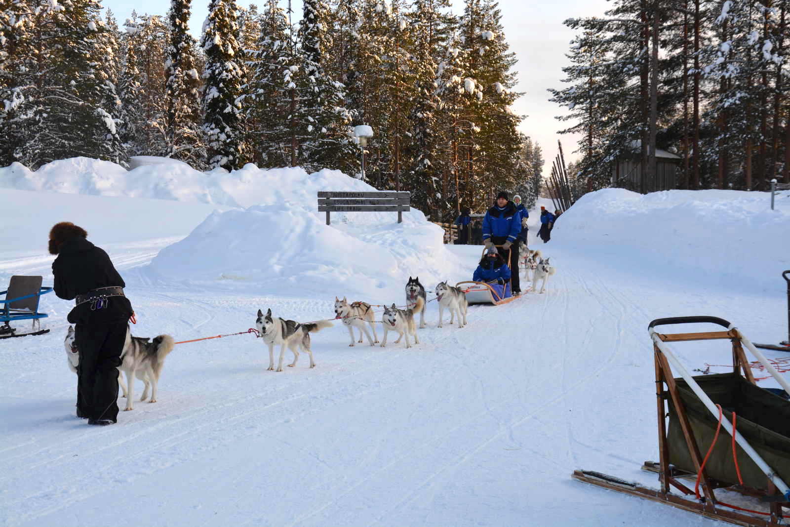 Viaggio in Lapponia con i Bambini, Salla, Finlandia husky