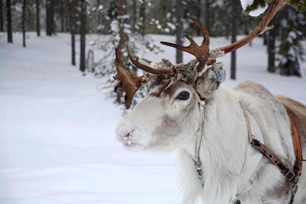 Viaggio in Lapponia con i Bambini, Salla, Finlandia renne