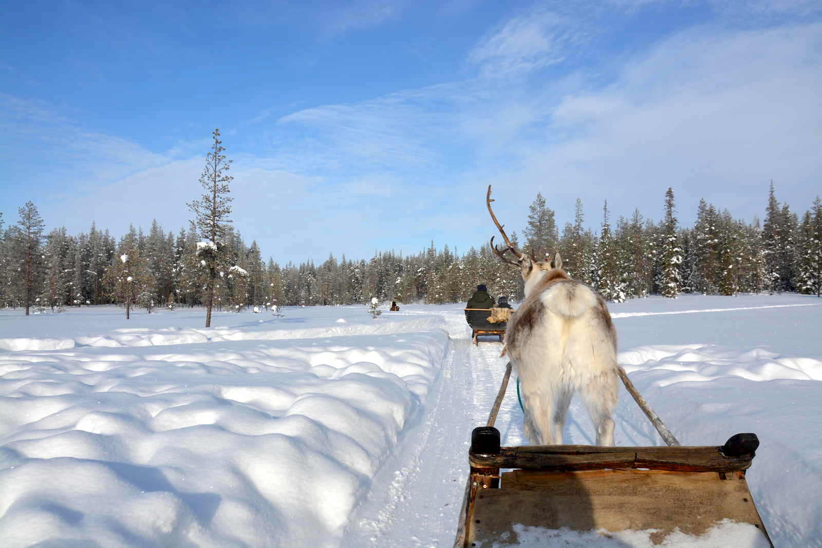 Viaggio in Lapponia con i Bambini, Salla, Finlandia renne