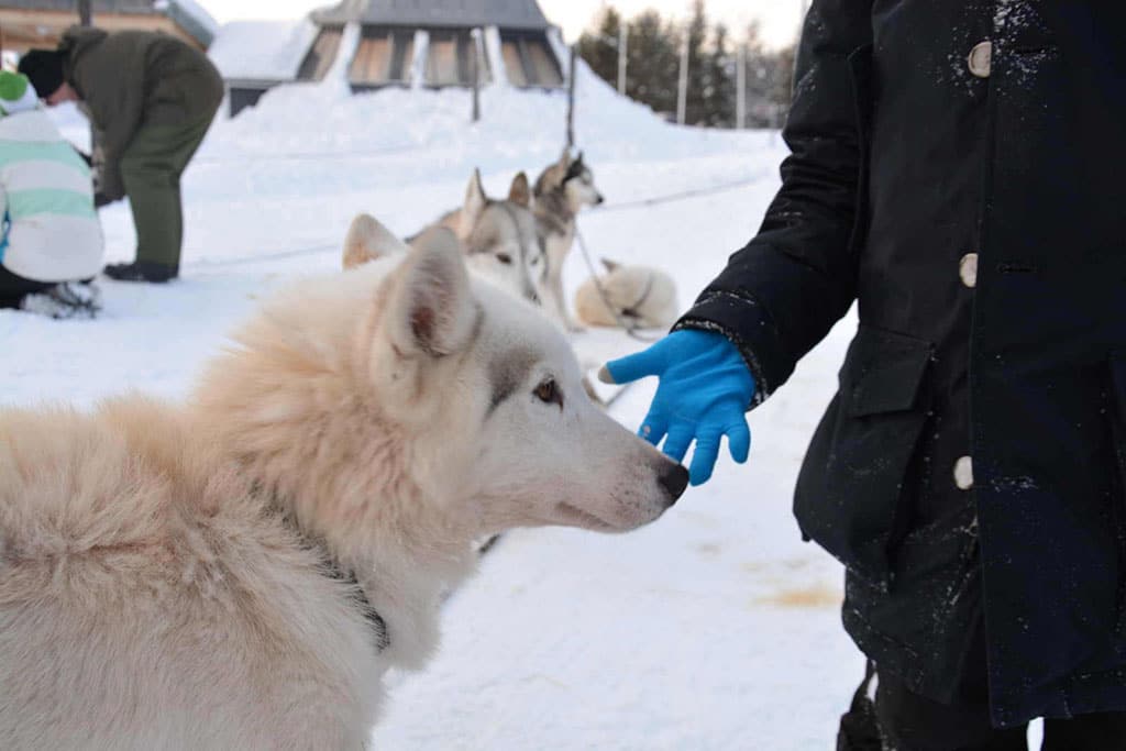 Viaggio in Lapponia con i Bambini, Salla, Finlandia husky