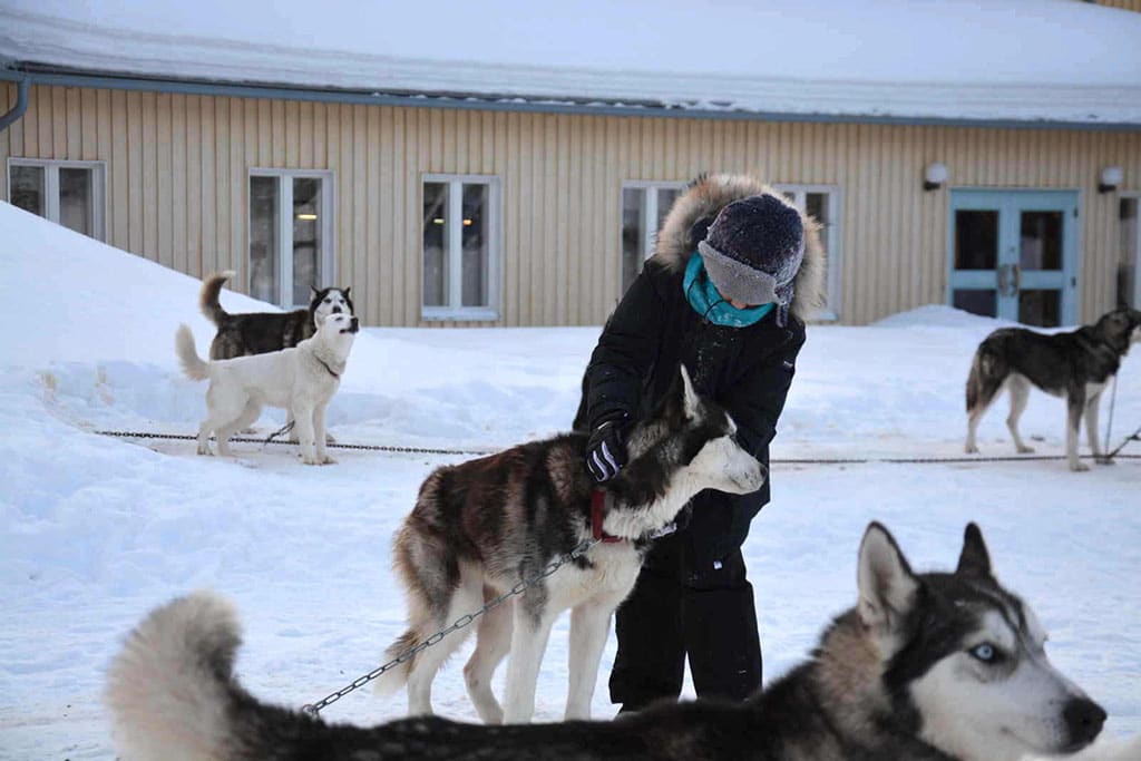 Viaggio in Lapponia con i Bambini, Salla, Finlandia husky