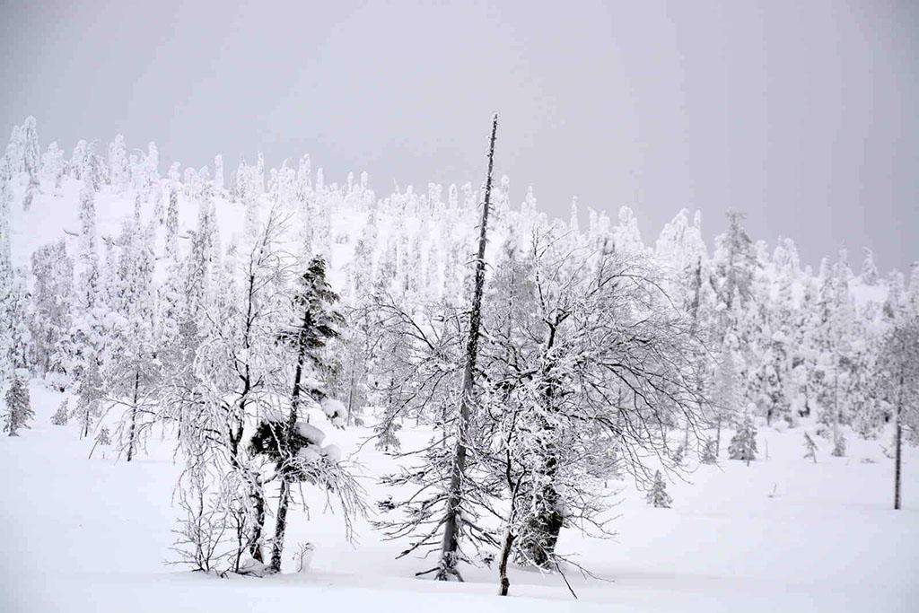 Viaggio in Lapponia con i Bambini, Salla, Finlandia