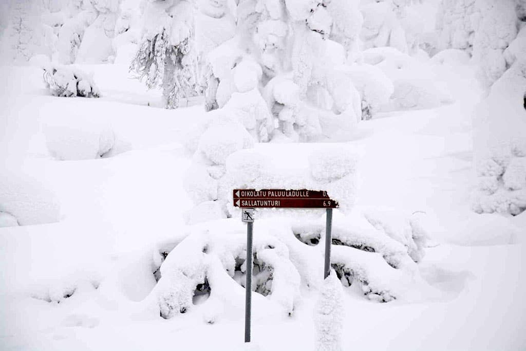 Lapponia Finlandese con bambini, Foresta di ghiaccio in motoslitta vicino Salla