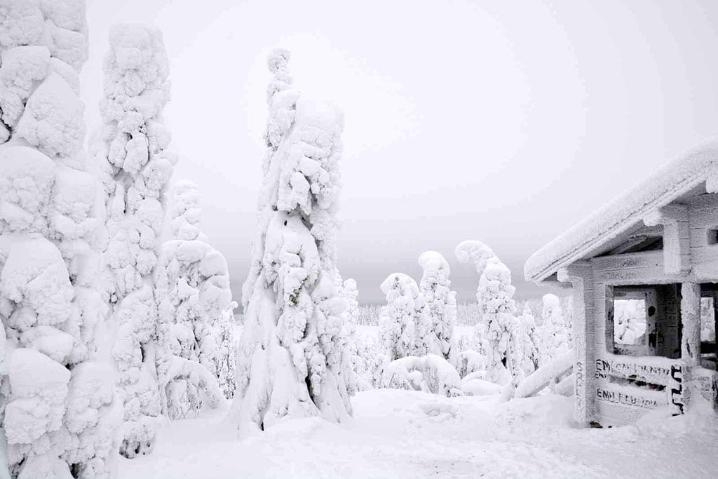 Lapponia Finlandese con bambini, Foresta di ghiaccio in motoslitta vicino Salla