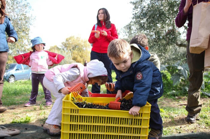 Frantoi Aperti in Umbria, raccolta delle olive