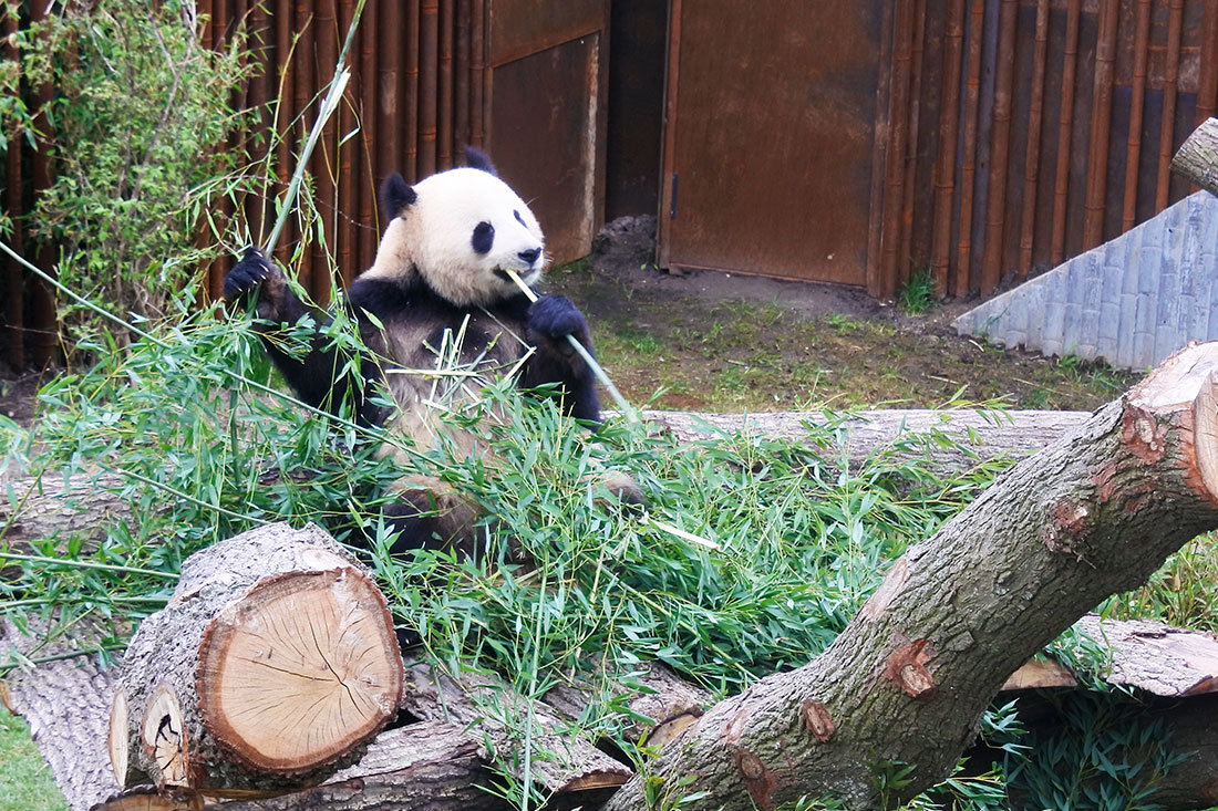 I panda allo zoo di Copenhagen