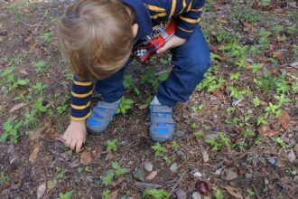 A spasso nel bosco: dove raccogliere le castagne con i bambini