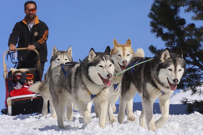 Sleddog in Trentino, Alpe Cimbra