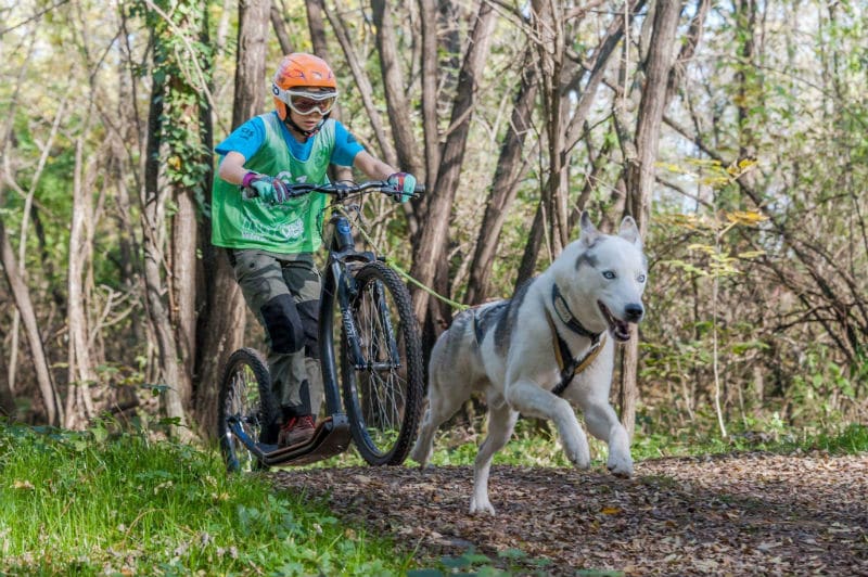 Sleddog in Trentino su terra