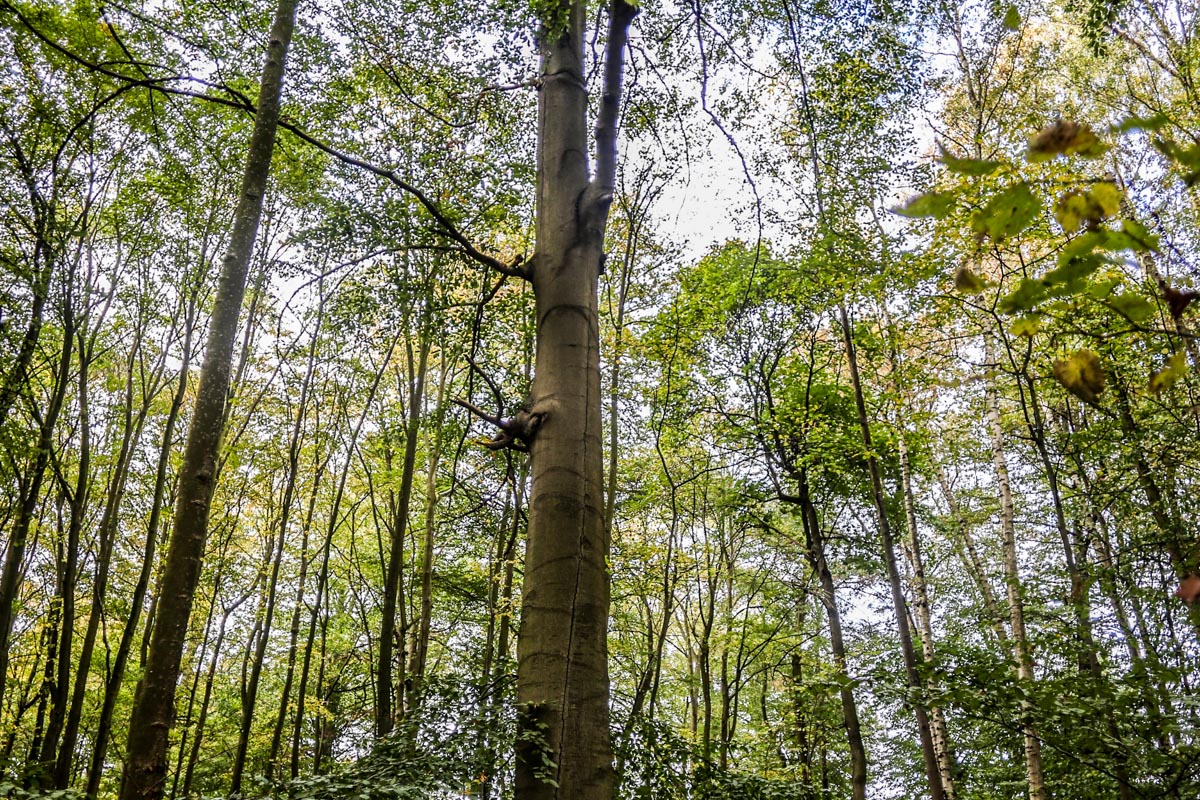 Naturpark-Barnim-Photo-Devid-Rotasperti (1)