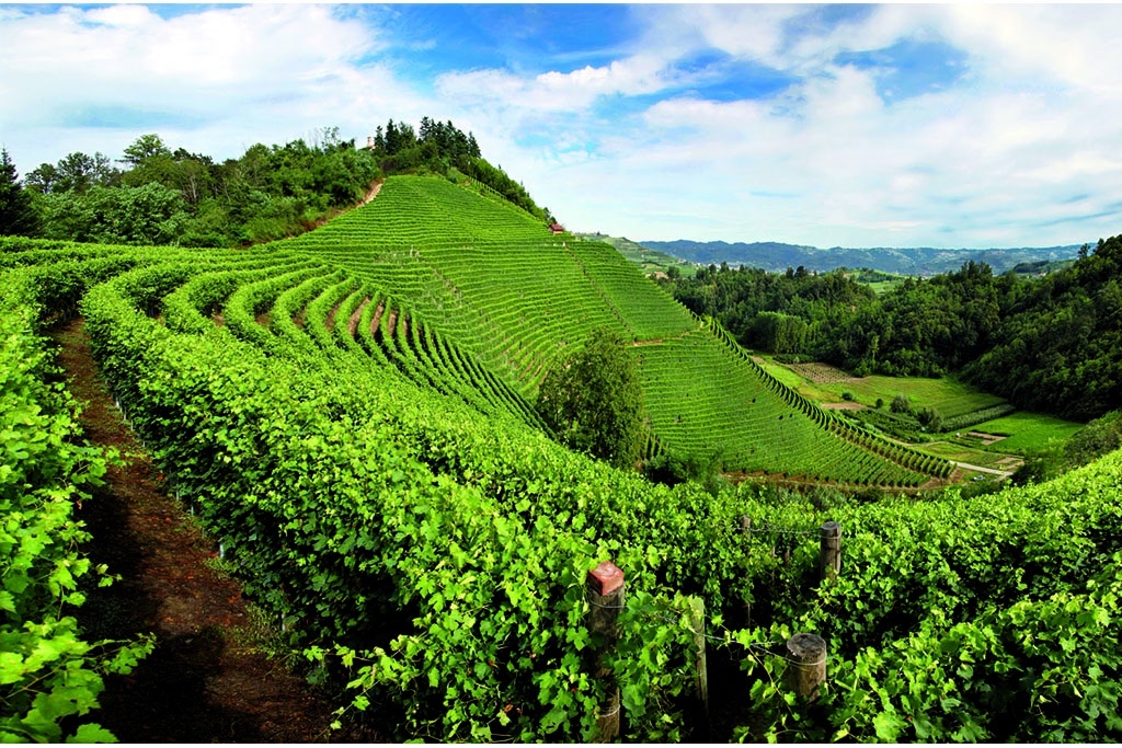 piemonte-langhe01_Dutto_Collina-vigneti