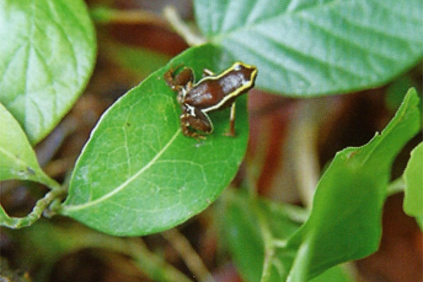 Cuba con bambini, natura