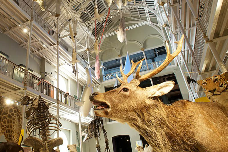 Scozia, Edimburgo con bambini, National Museum of Scotland