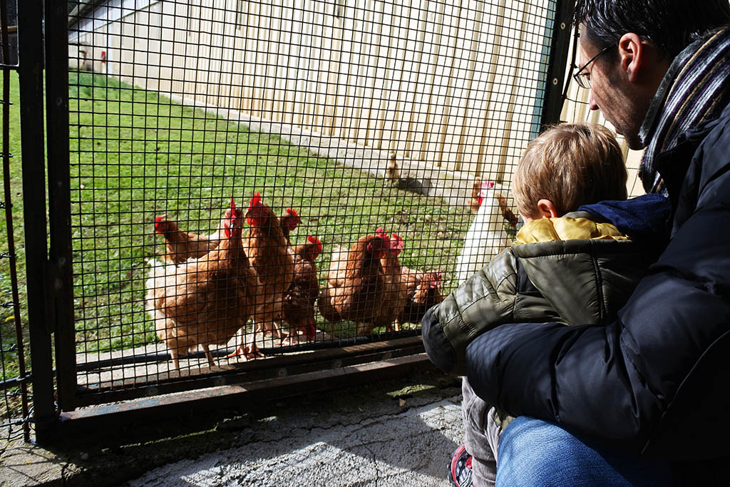 Parco Museo Piana delle Orme a Latina, animali da cortile