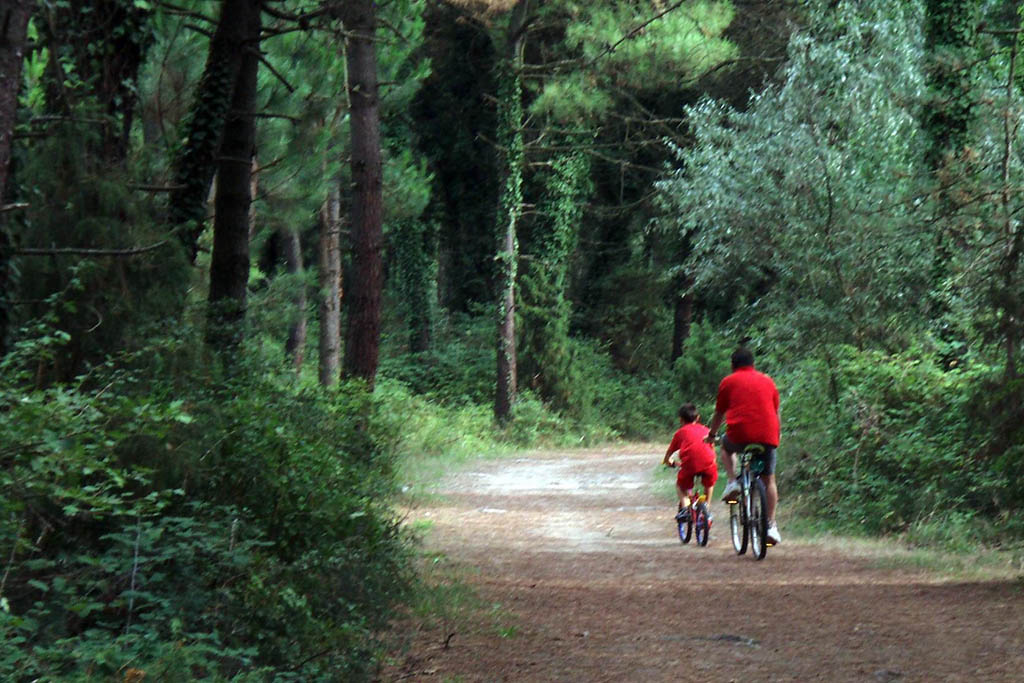 Milano Marittima con bambini, pineta