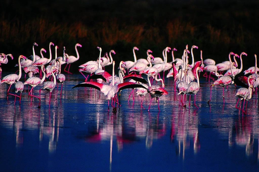 Milano Marittima con bambini, Salina di Cervia, fenicotteri rosa