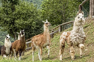 Programma In Campagna, evento per bambini e famiglie vicino Milano