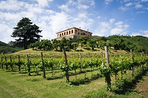 veneto-villa-vescovi-vigne