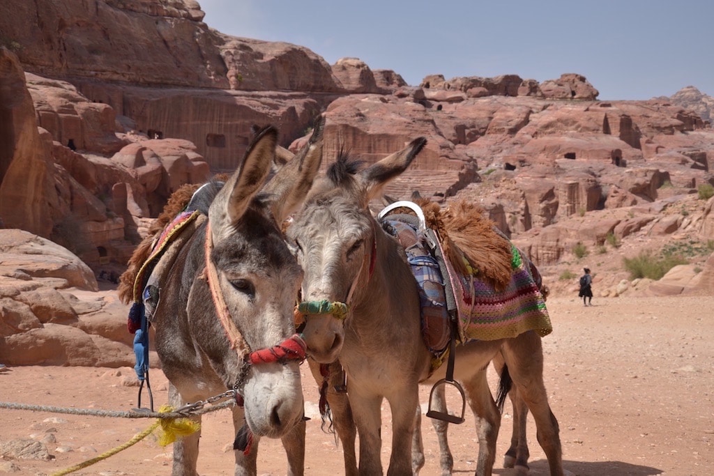 Gli asinelli di Petra, amici dei bambini