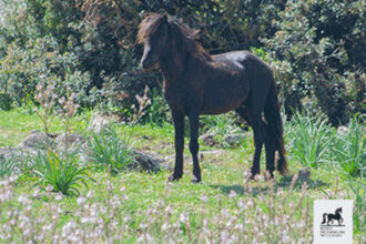 Cavallino della Giara