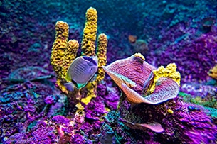 Baja California barriera corallina
