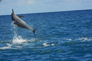 Mauritius con bambini, i delfini