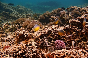 Mauritius con bambini, snorkeling