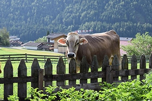 Mucche alla fattoria Roasnhof