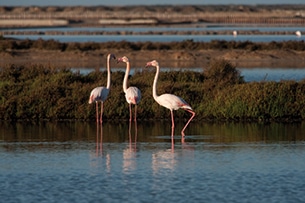 Baleari in autunno, Ibiza Ses Salines