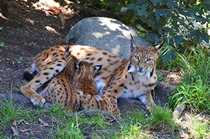 Weekend a Innsbruck, Alpenzoo