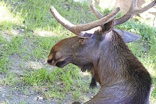 Weekend a Innsbruck, Alpenzoo