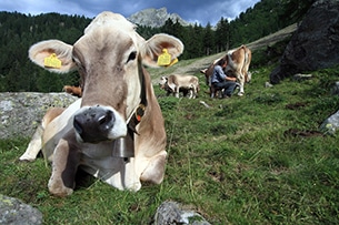 Weekend Valtellina bambini, fattorie didattiche